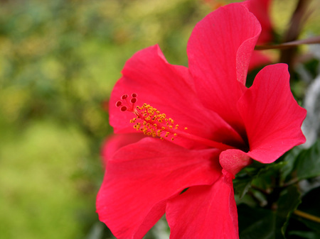 hibiscus00.jpg